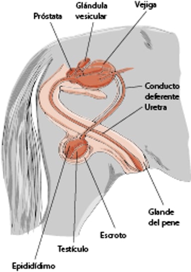 Aparato reproductor de un semental