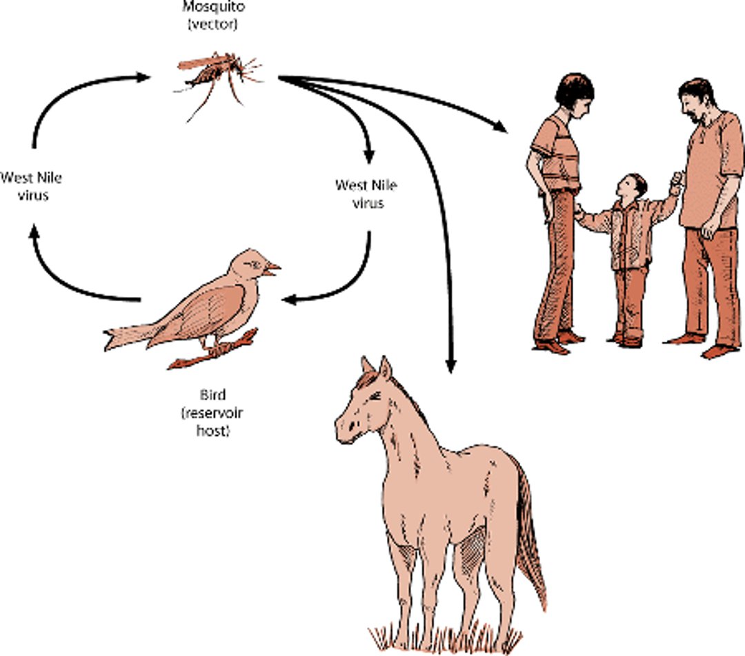 West Nile virus transmission cycle