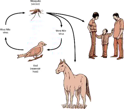 West Nile virus transmission cycle