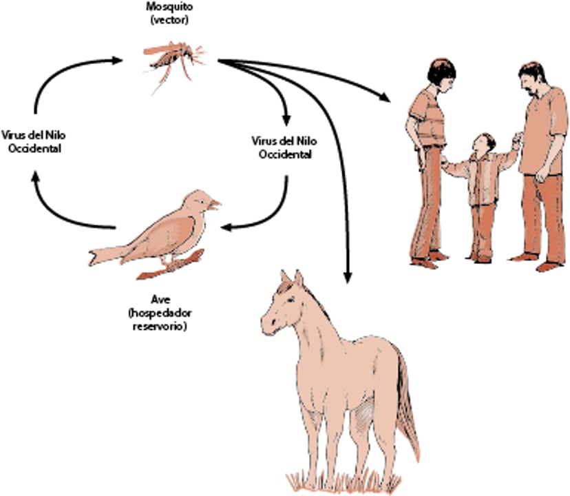 Ciclo de transmisión del virus del Nilo Occidental