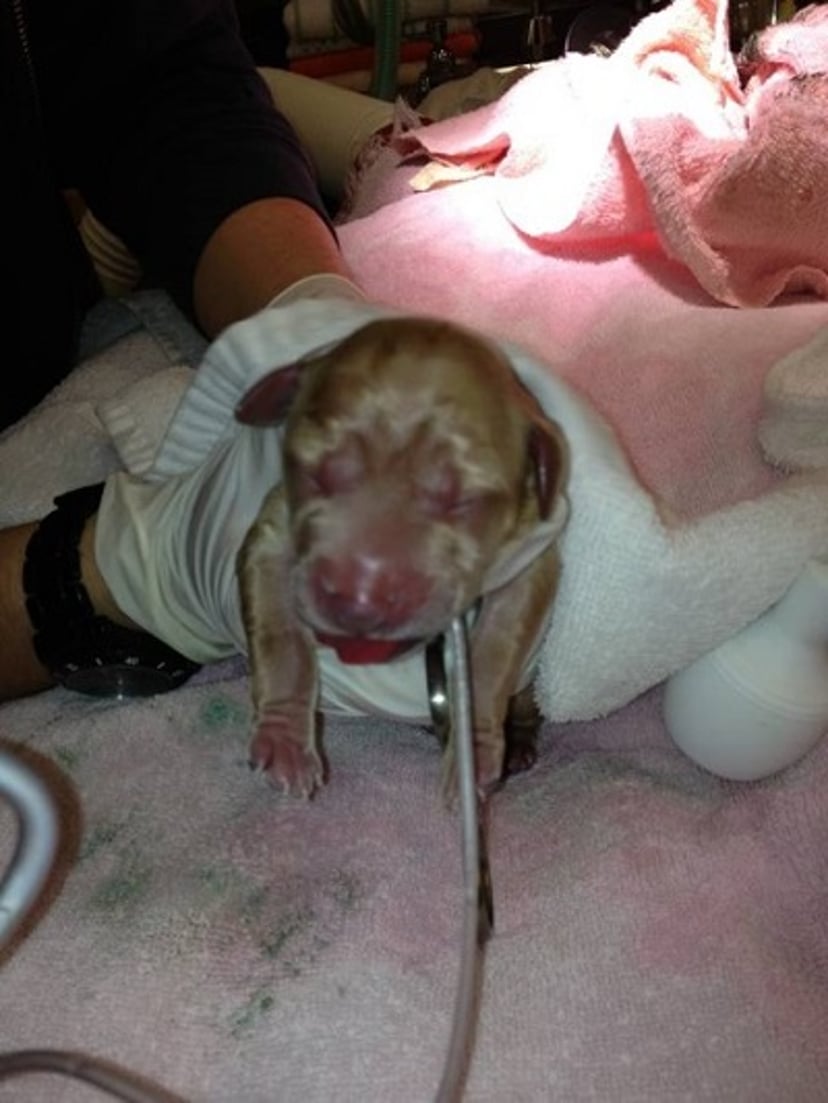 DeLee aspirator in use, puppy