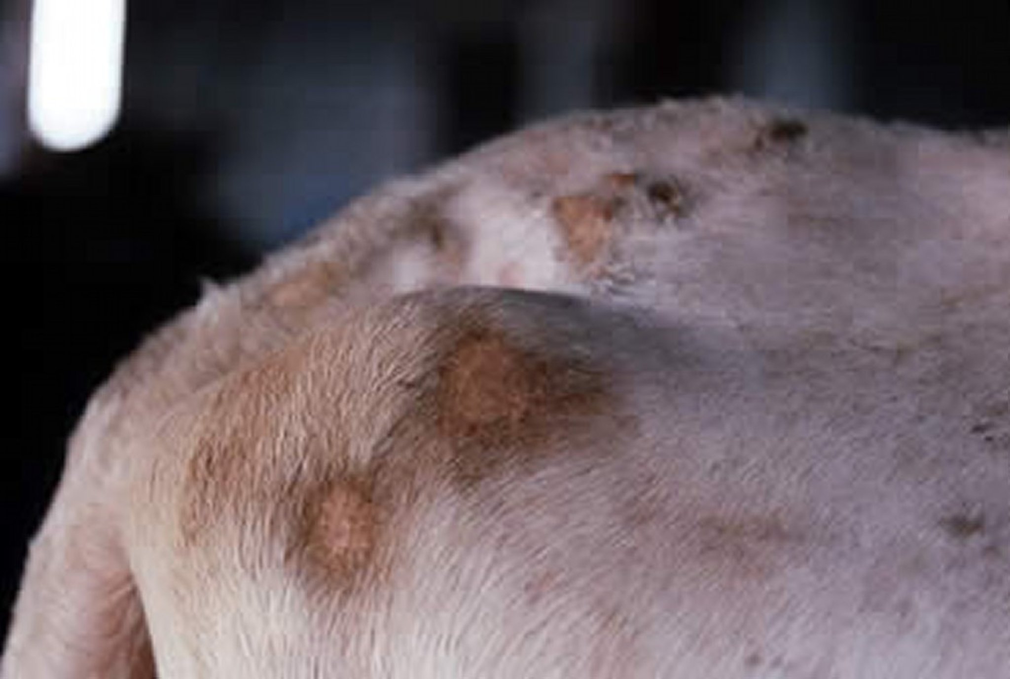 <i >Demodex bovis</i>, skin lesions