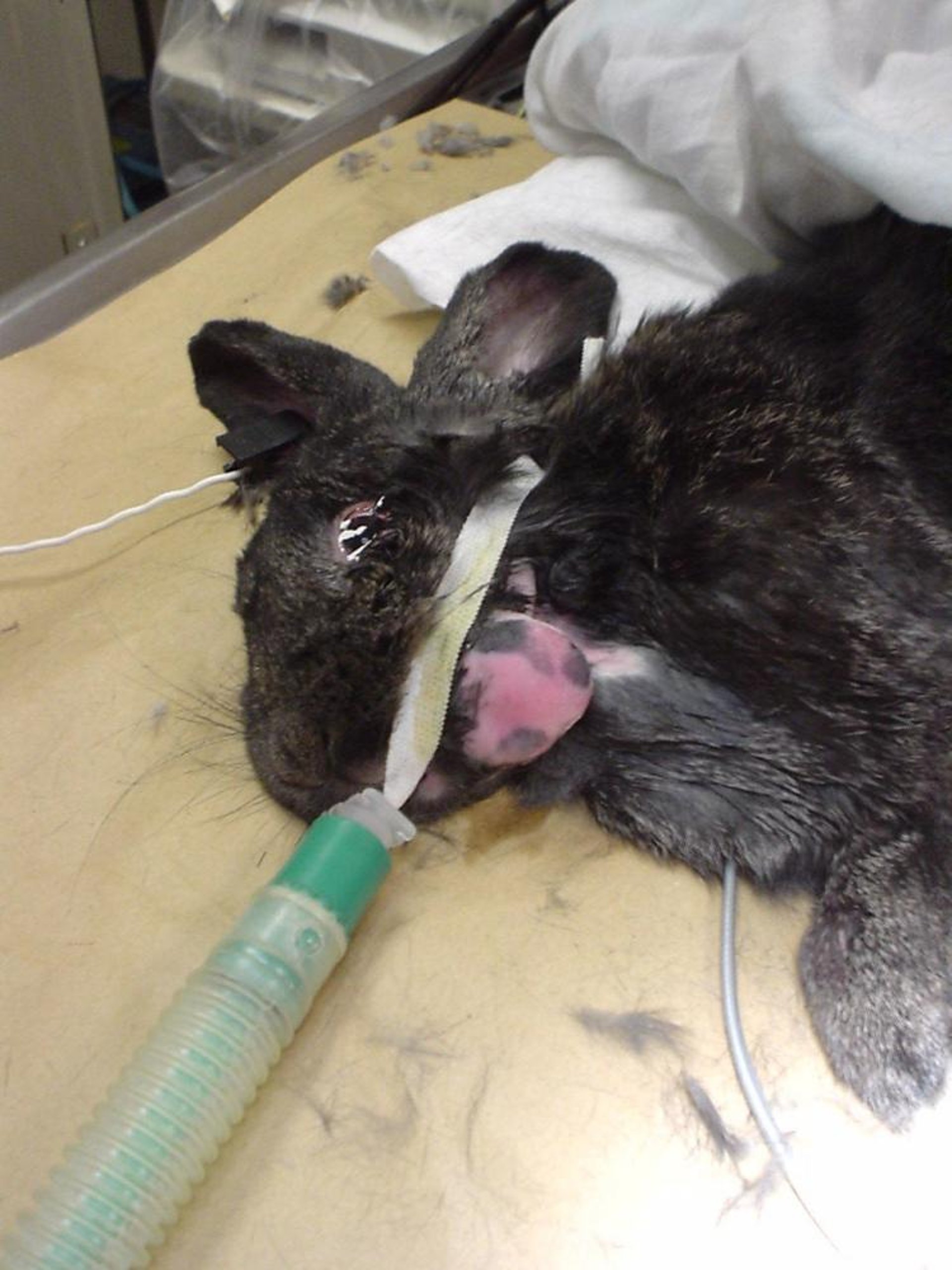 Dental abscess, rabbit
