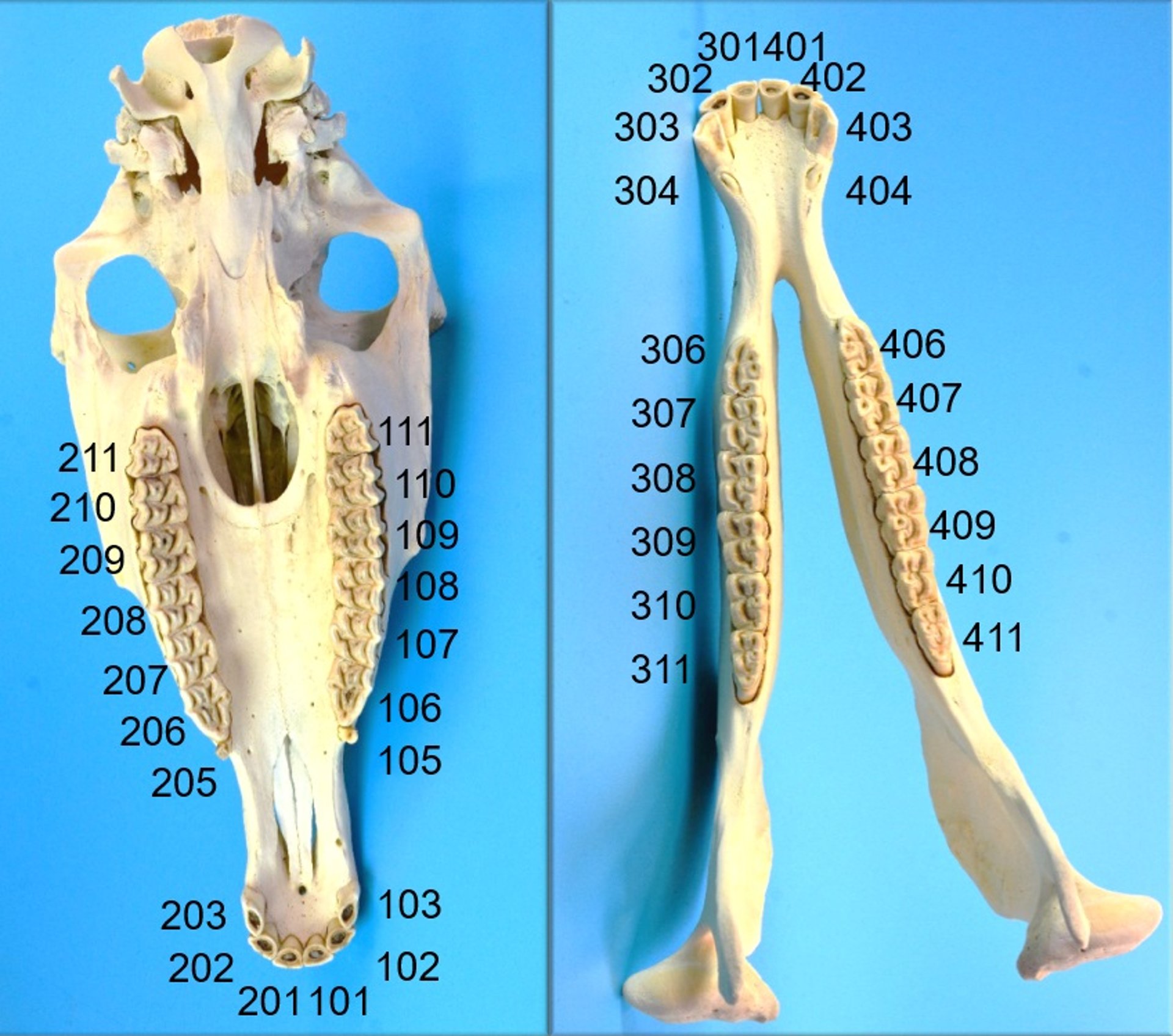 Dentition, donkey