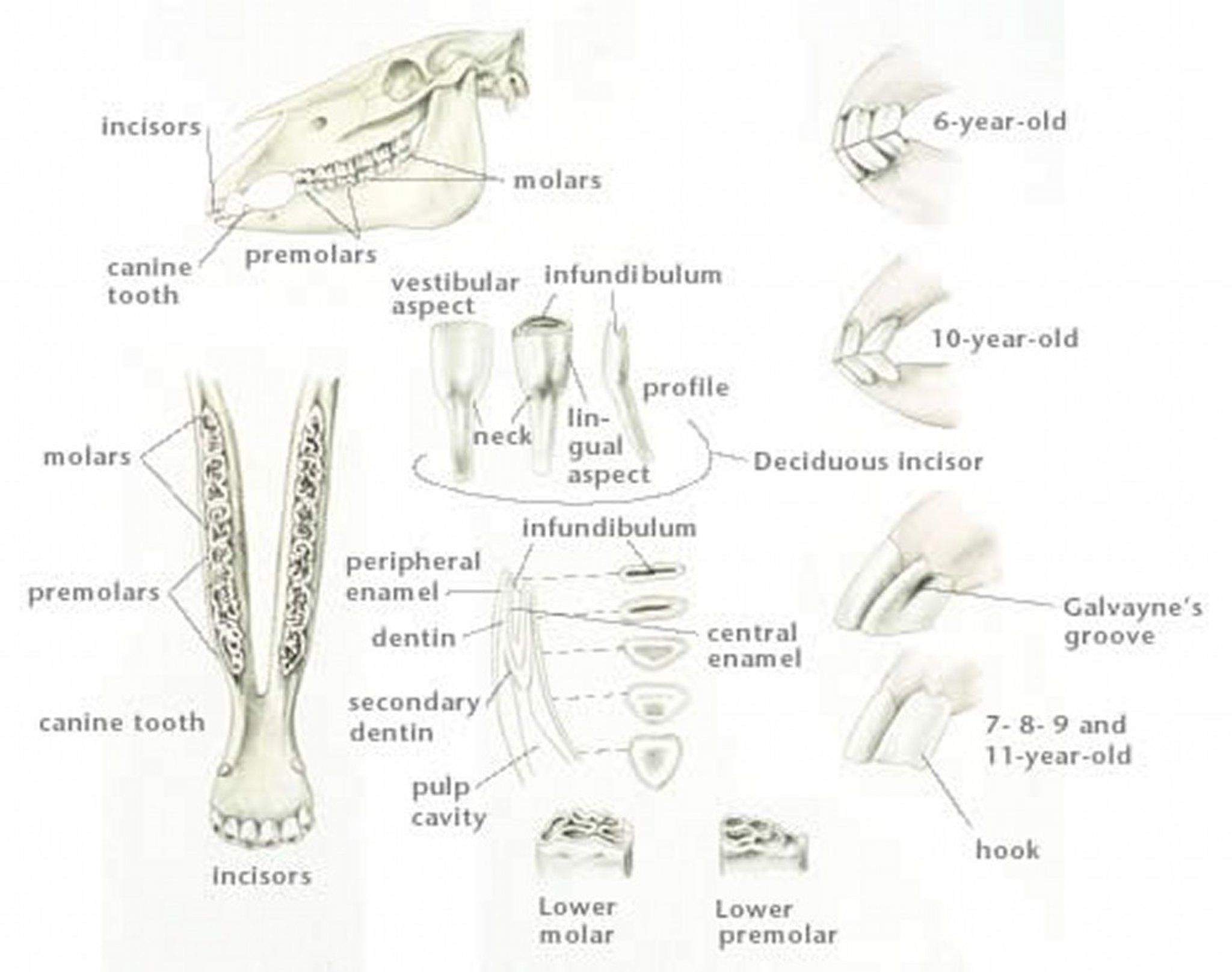 Dentition, horse