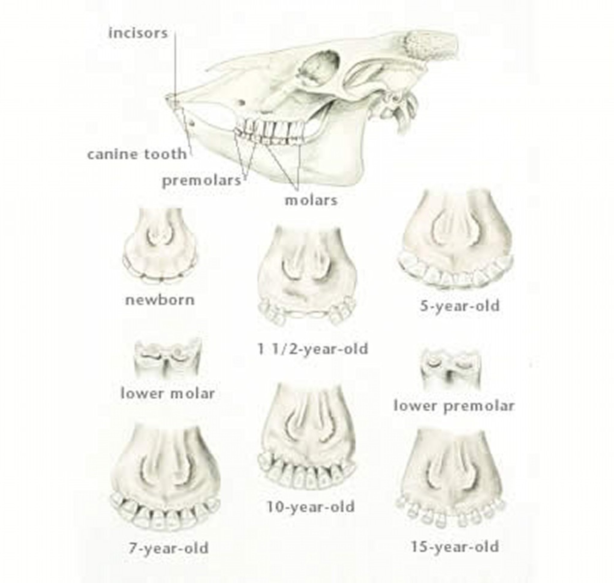 Dentition, large ruminants
