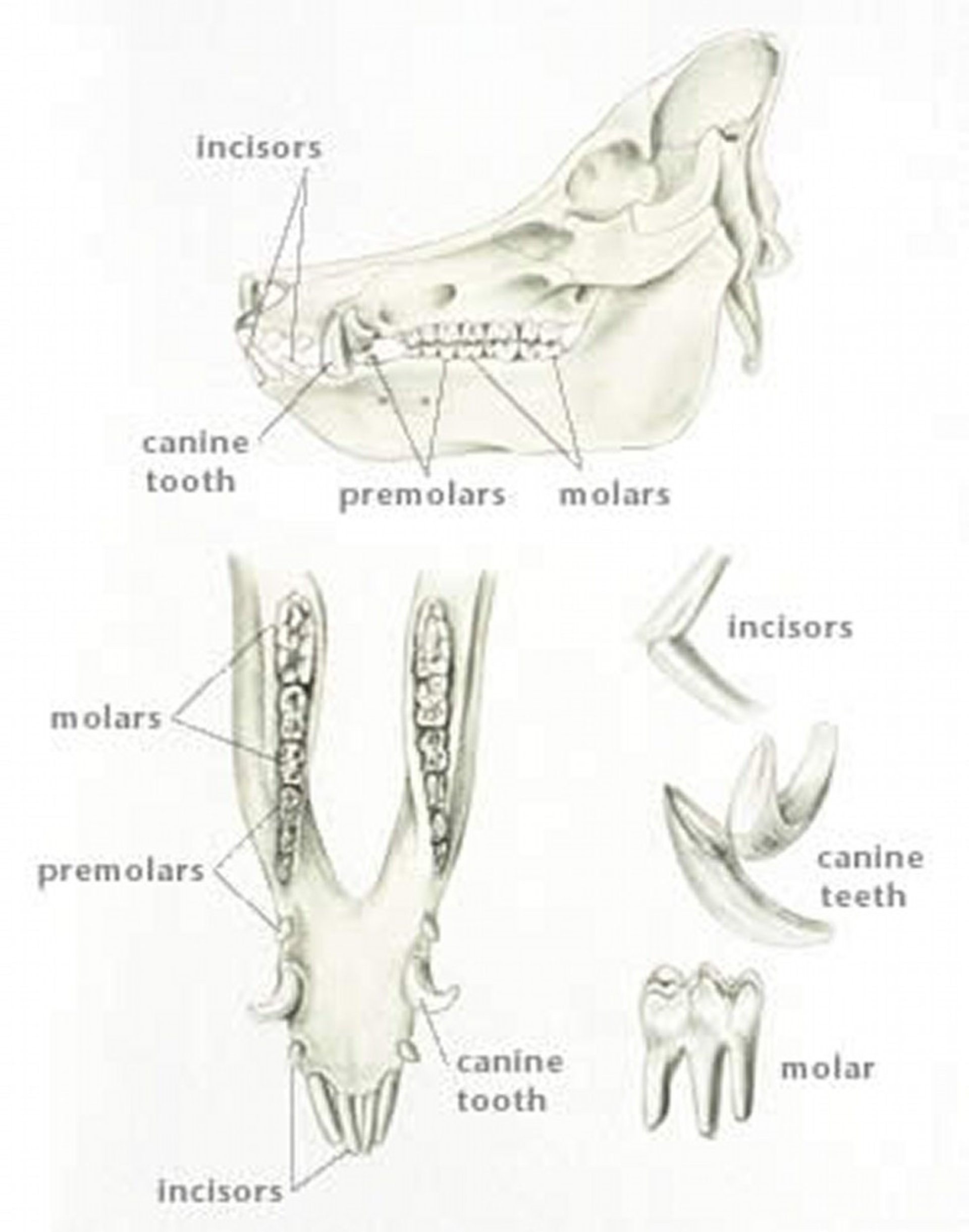Dentition, pig