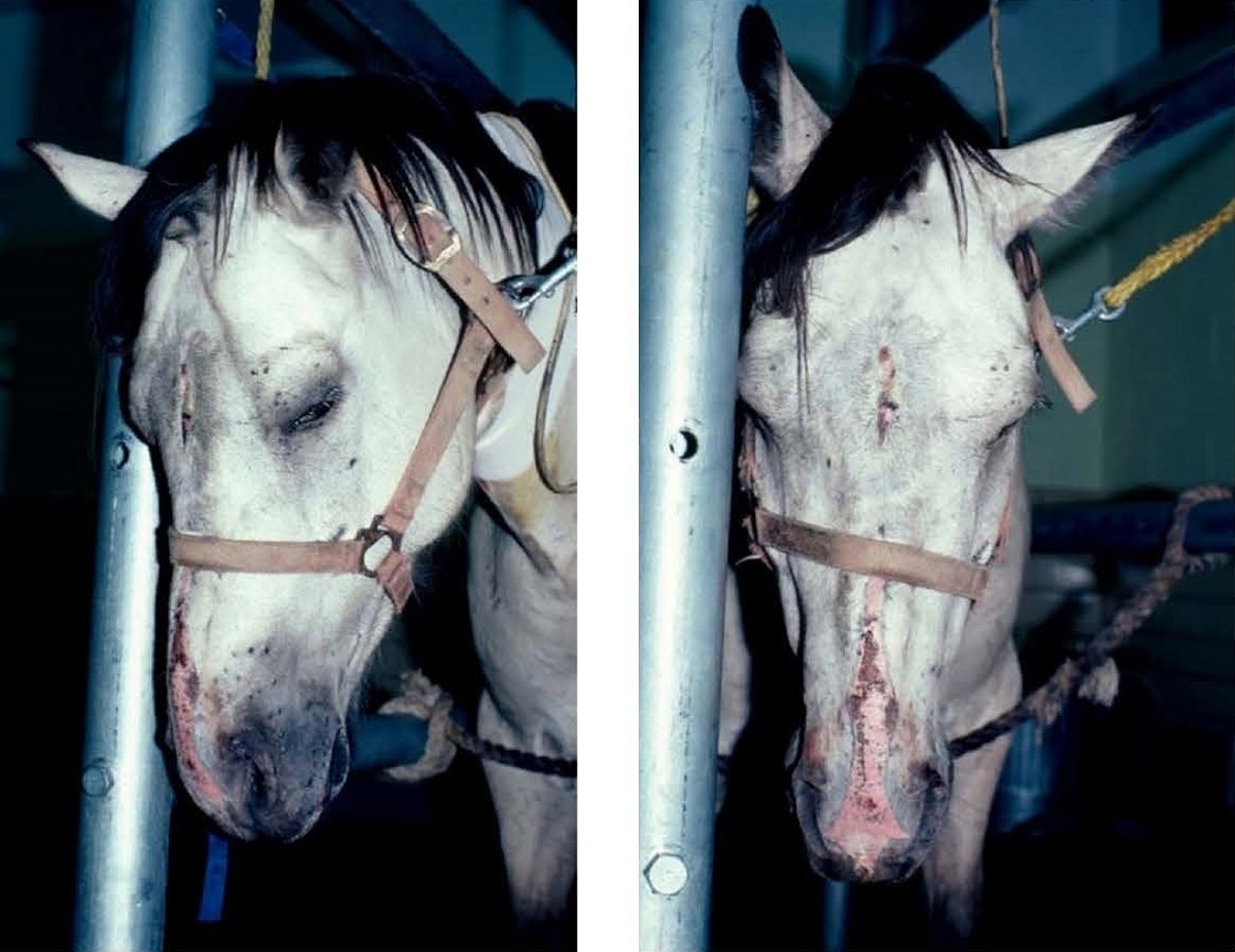 Hepatic encephalopathy and photosensitization, horse