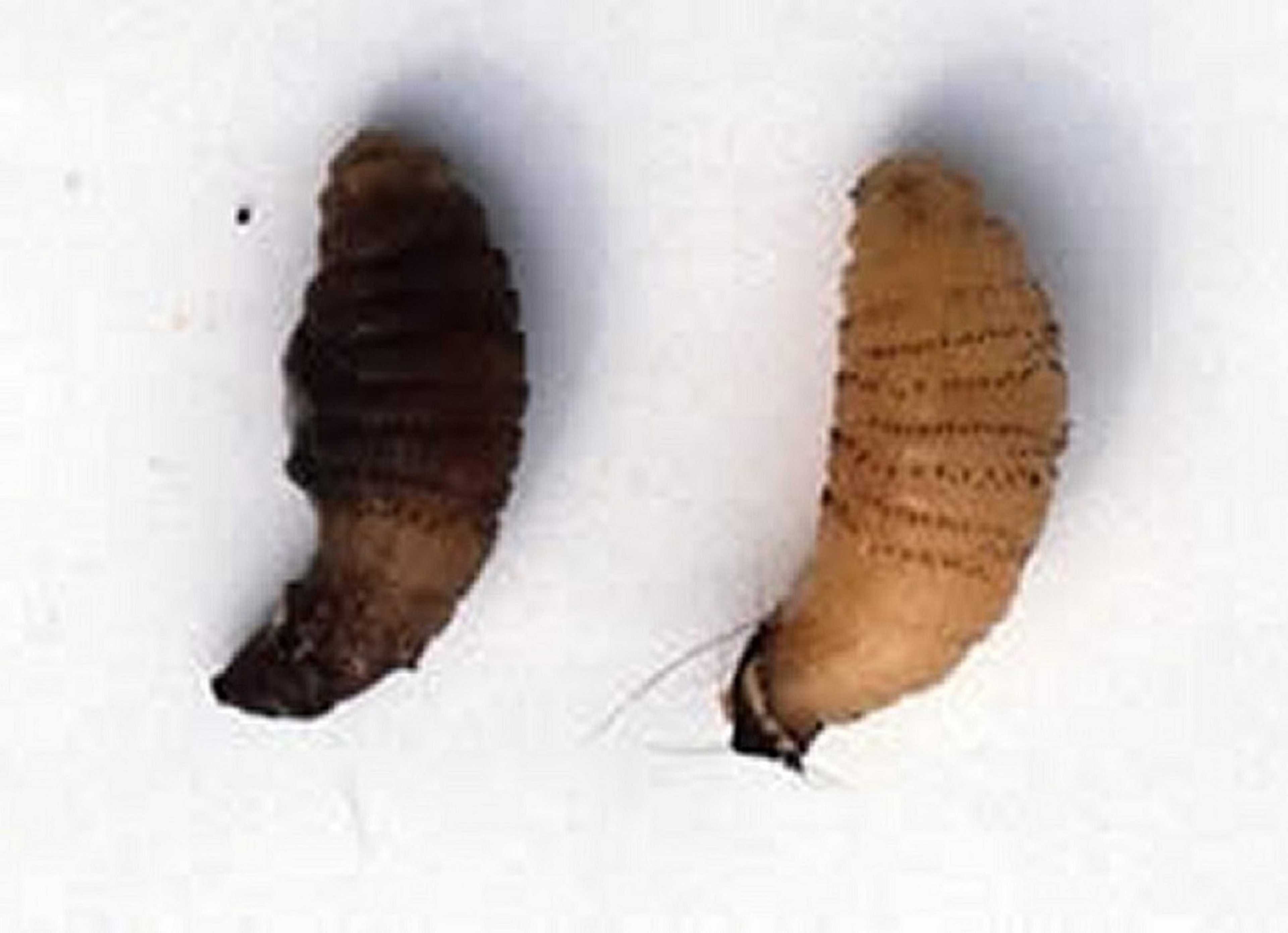 <i >Dermatobia hominis</i>, larvae