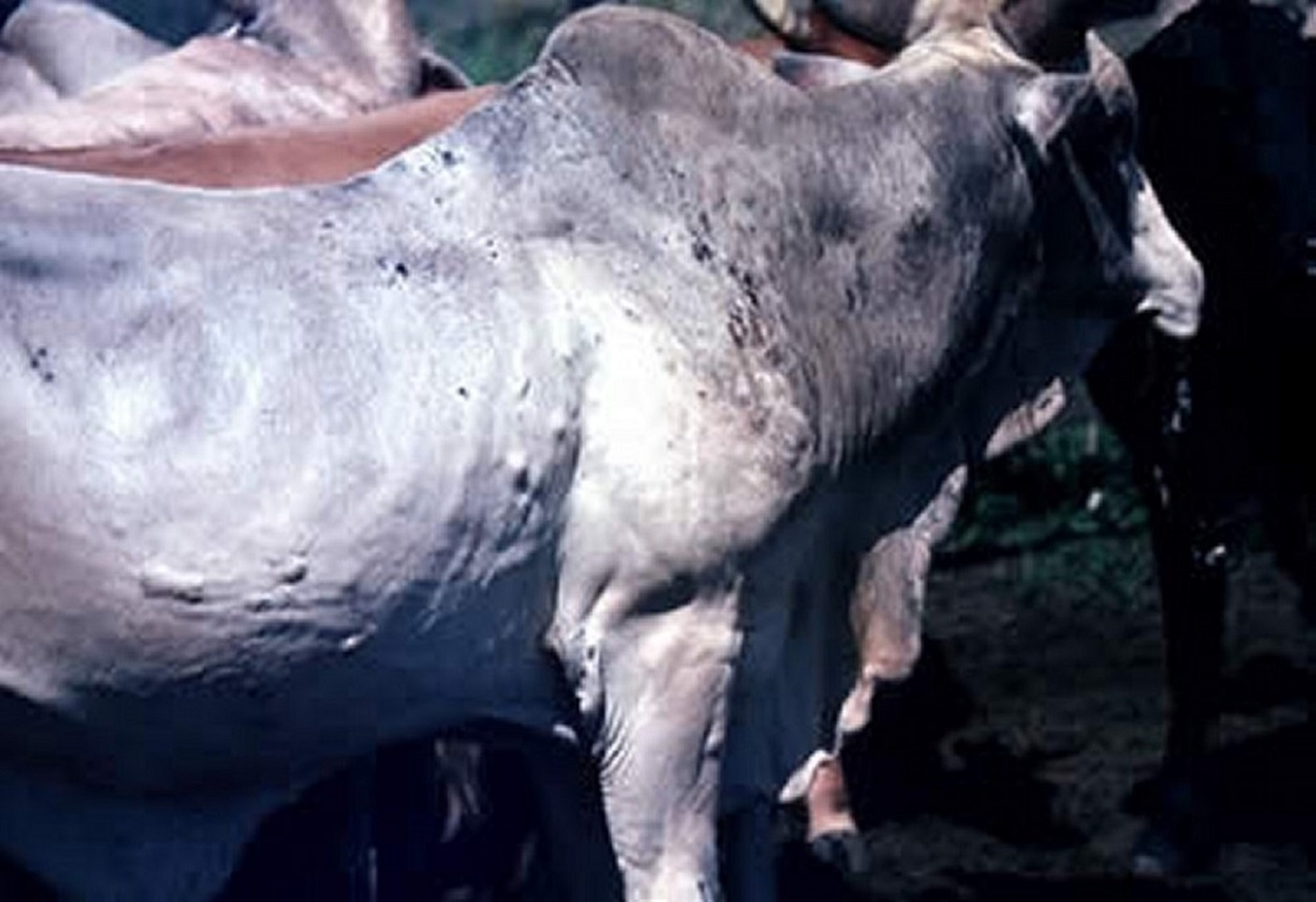 <i >Dermatobia hominis</i>, skin lesions, zebu