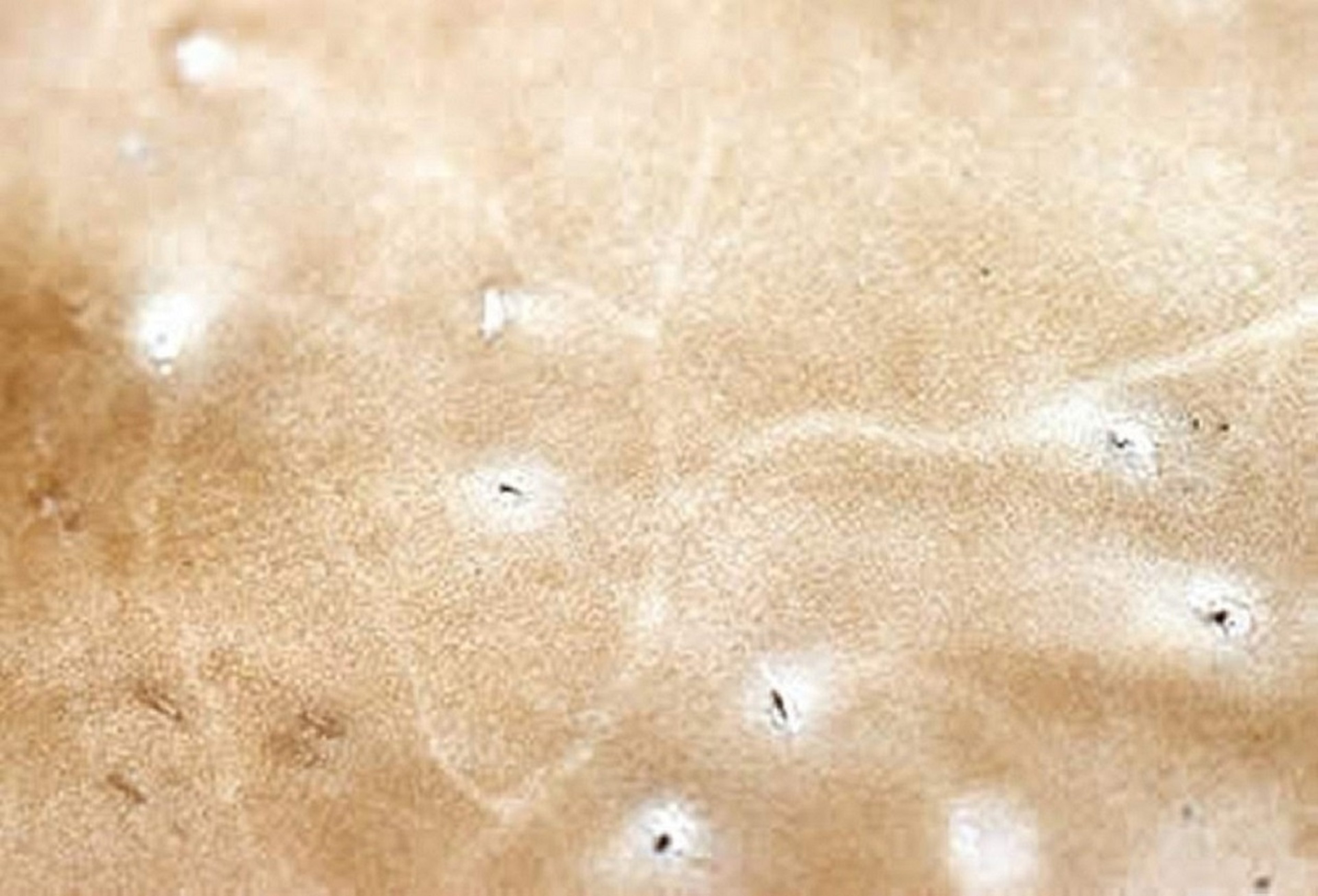 <i >Dermatobia</i> scars on leather