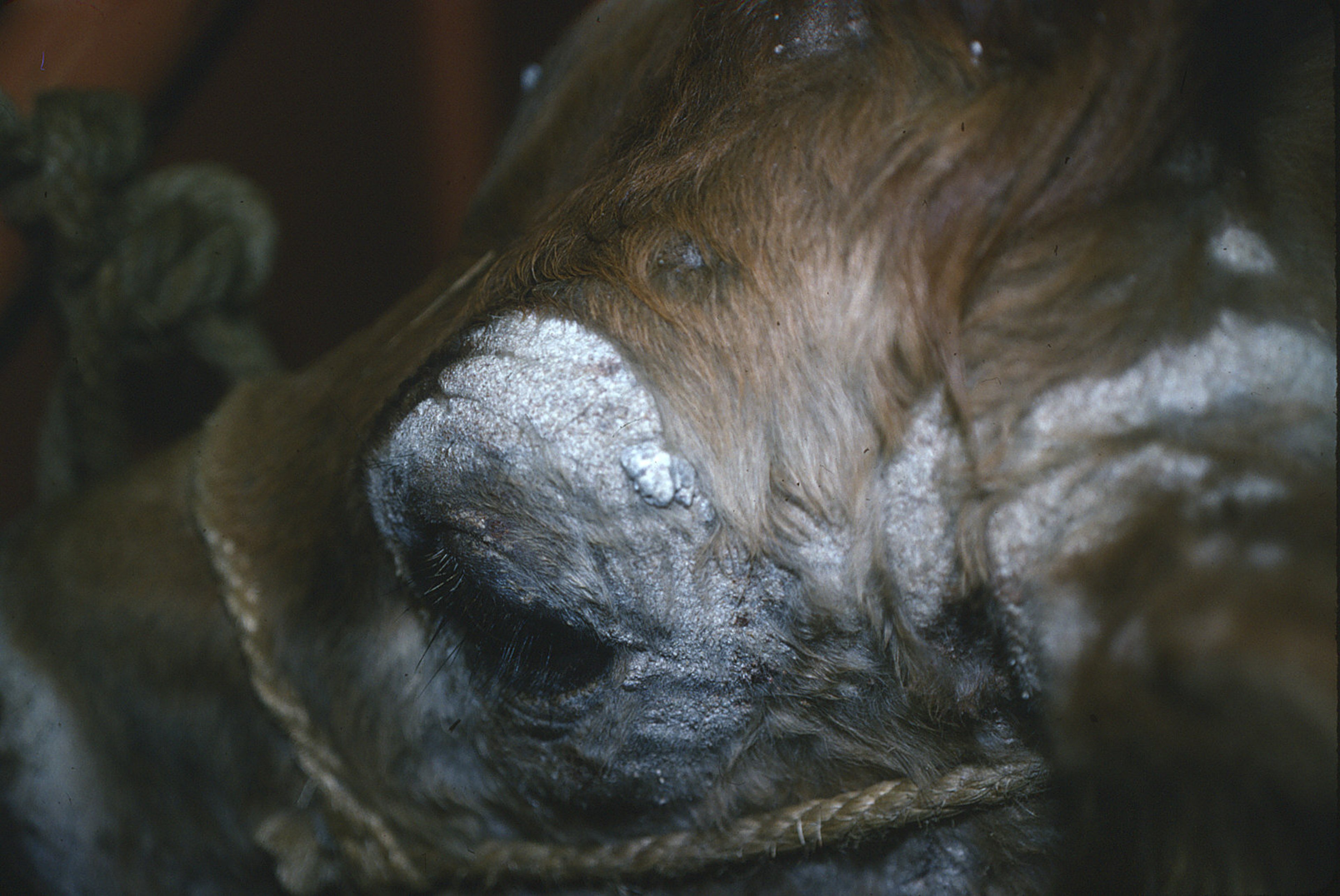 Dermatophyte infection, cow
