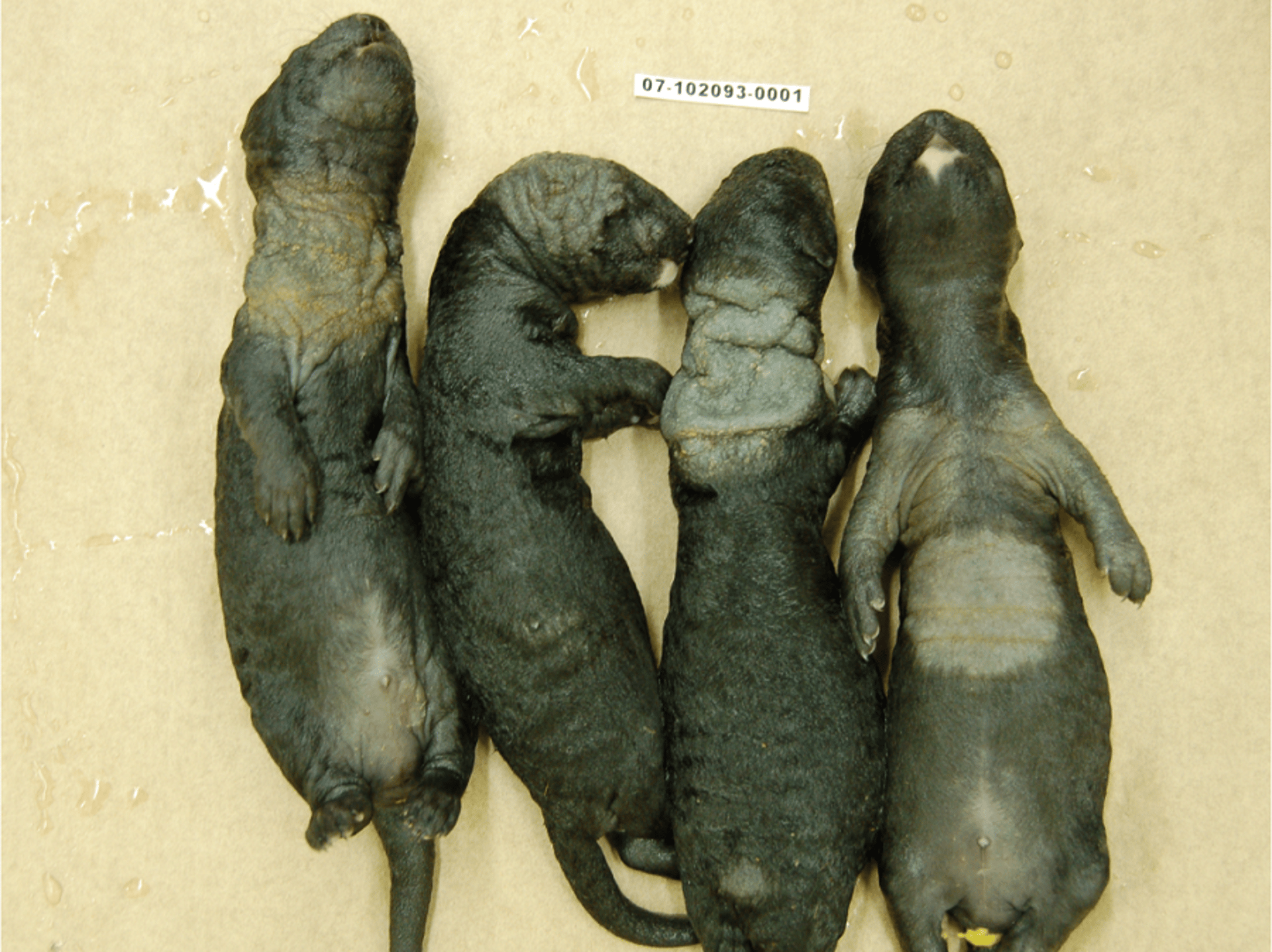 Dermatophytosis, mink