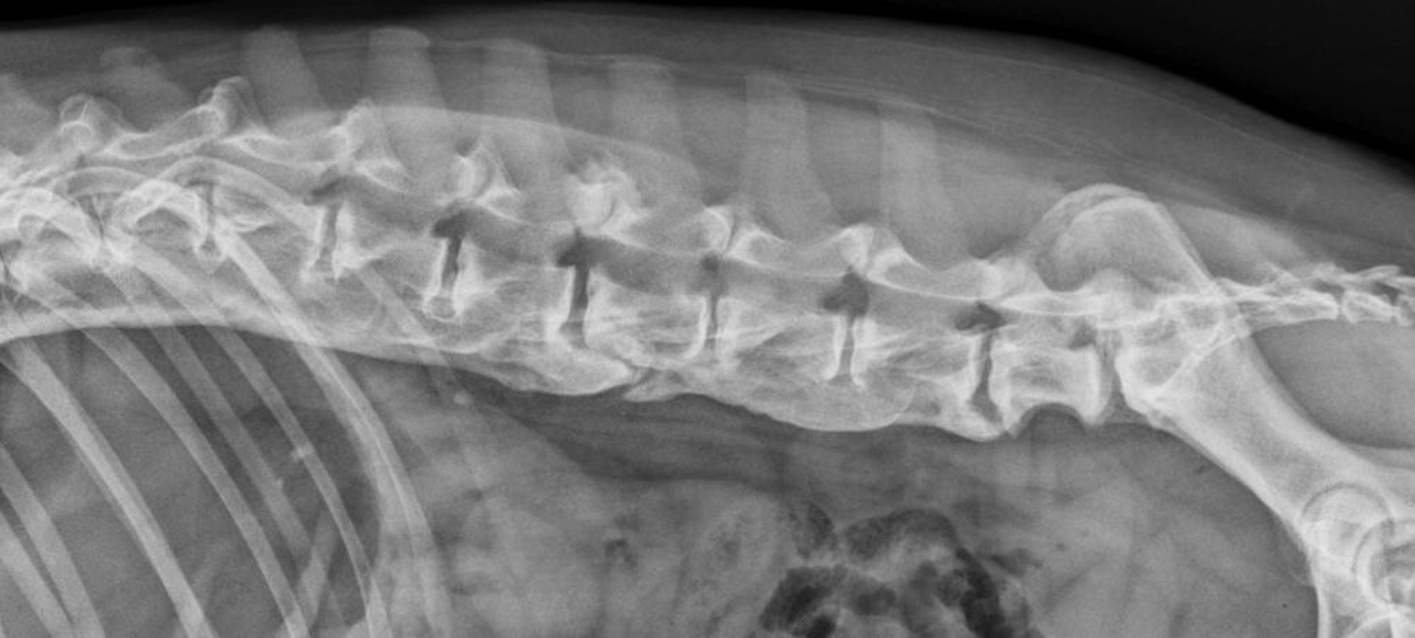 Diffuse idiopathic skeletal hyperostosis, dog