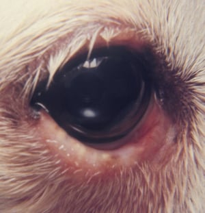 Diffuse inflammation, meibomian glands, lower eyelid, dog