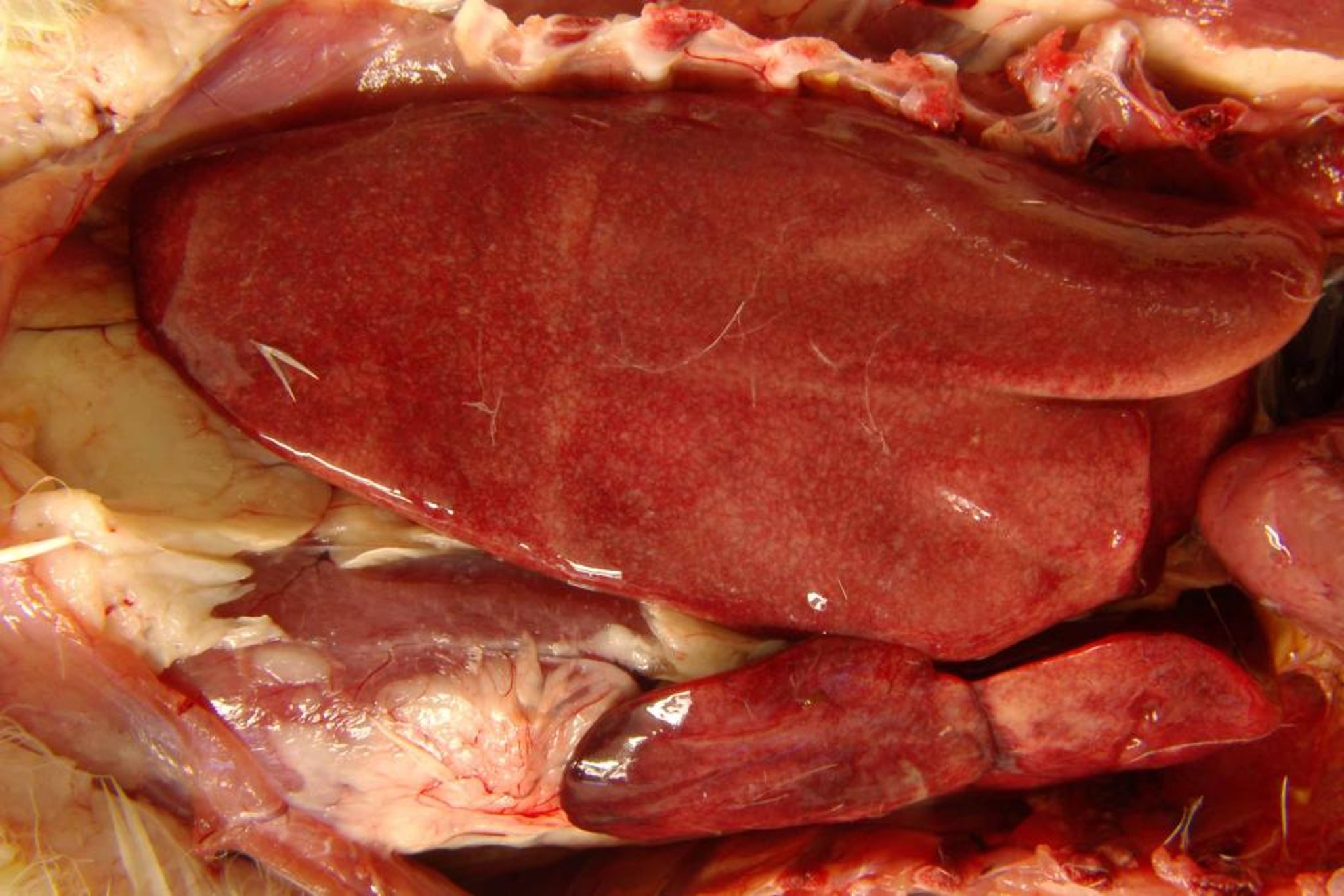 Duck viral enteritis, diffuse petechiation, liver