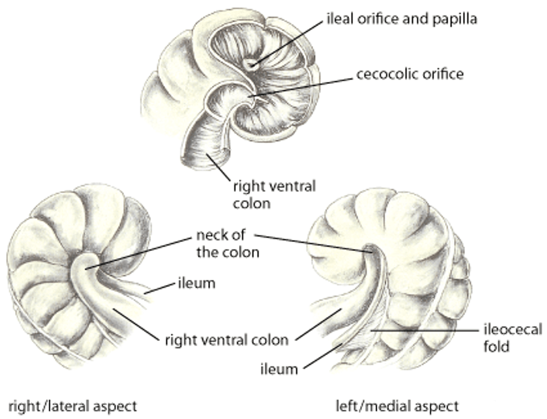 Base del ciego, caballo