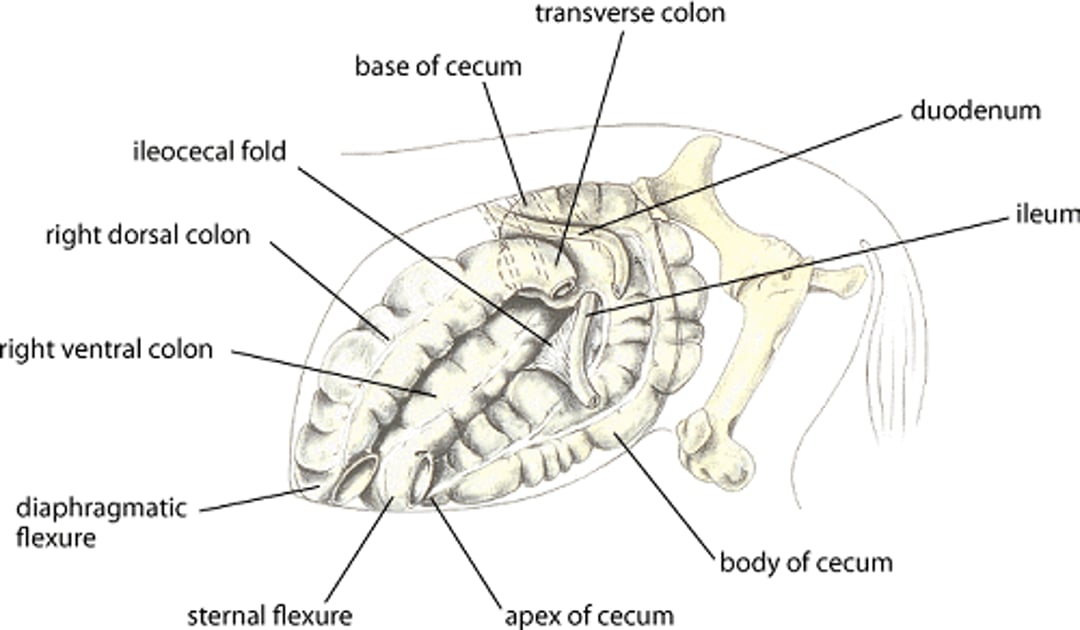 Ciego y colon derecho, caballo
