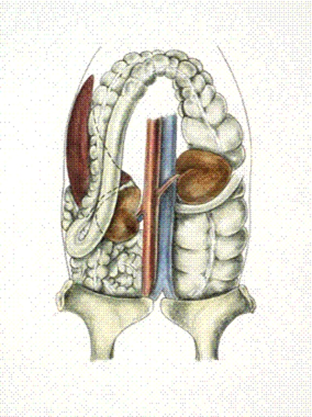 Desplazamiento dorsal izquierdo del colon, caballo