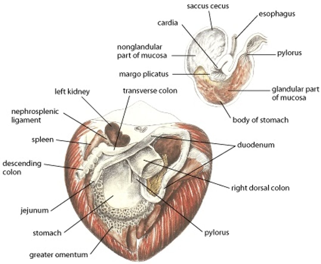 Equine gastrointestinal anatomy