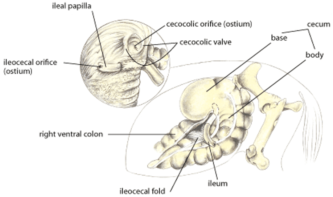 Ileocecal intussusception, horse