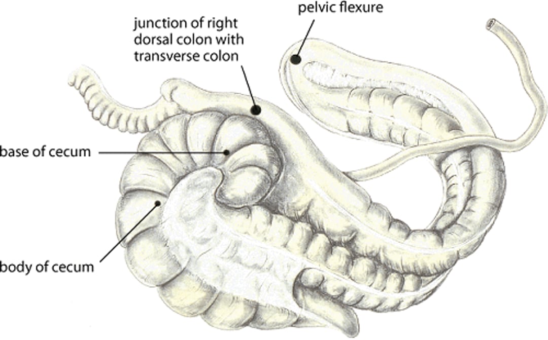 Common impaction sites, horse