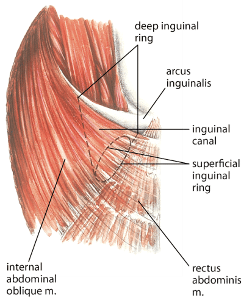 Inguinal canal, horse