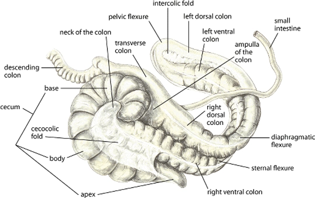 Large intestine, horse