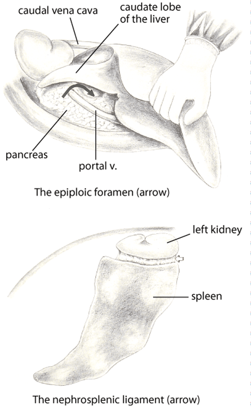 Epiploic foramen, nephrosplenic ligament; horse