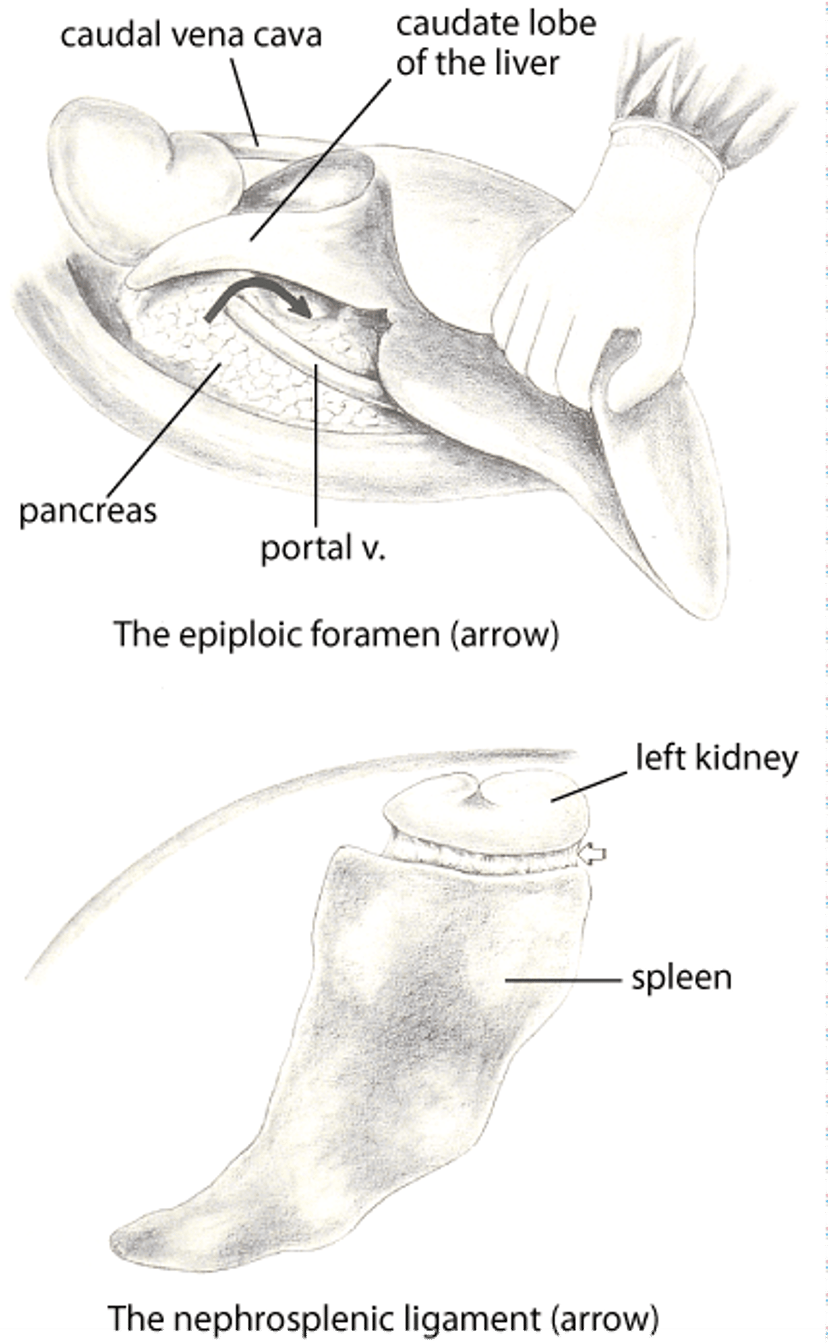Foramen epiploico, ligamento nefrosplénico; caballo