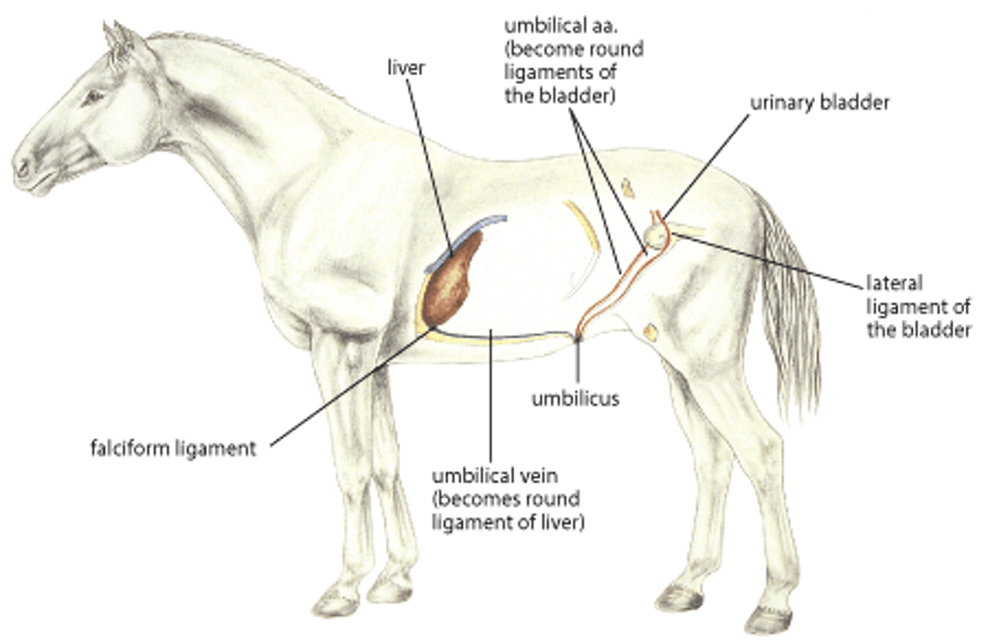 Ombligo, caballo