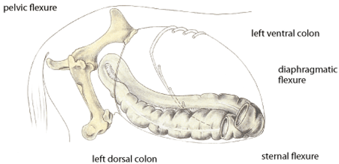 Volvulus of large colon, horse