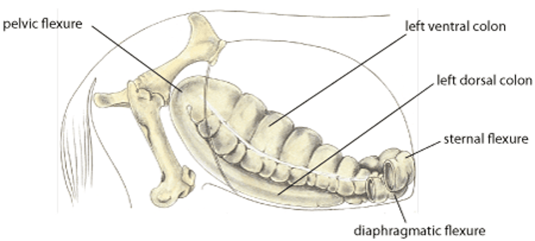 Volvulus of large colon (medial/right aspect), horse