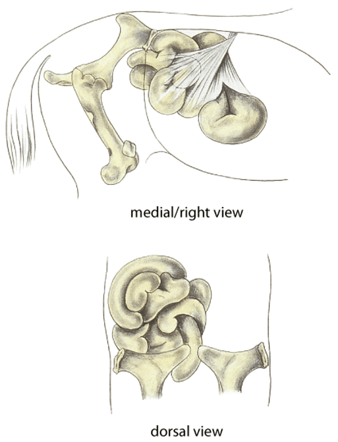 Volvulus of small intestine, horse