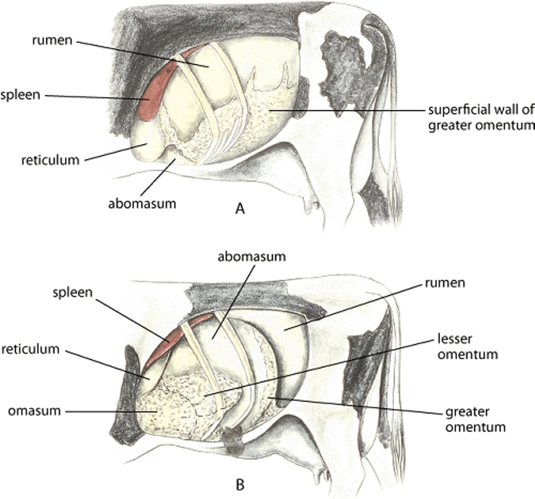 Vísceras abdominales izquierdas, vaca