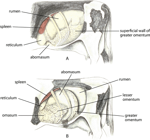 dig_abdominal_viscera_cow_displacement_abomasum.gif?thn=0&sc_lang=en