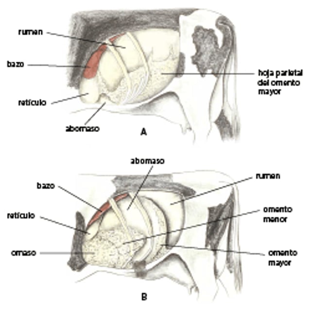 Vísceras abdominales izquierdas, vaca