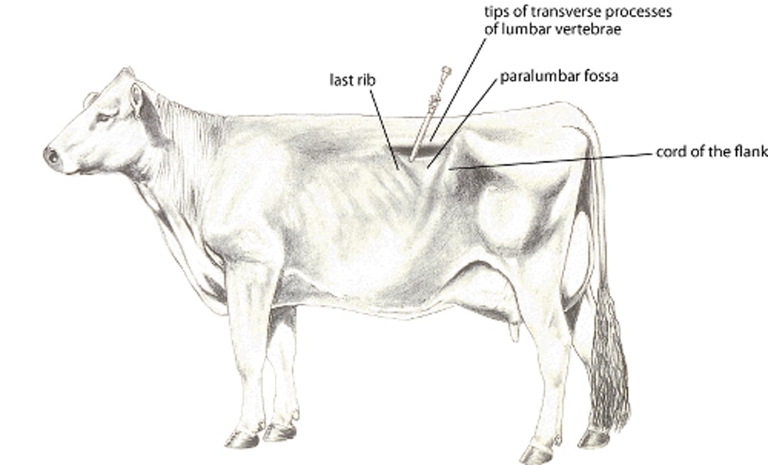 Cannulation of Rumen, Cow