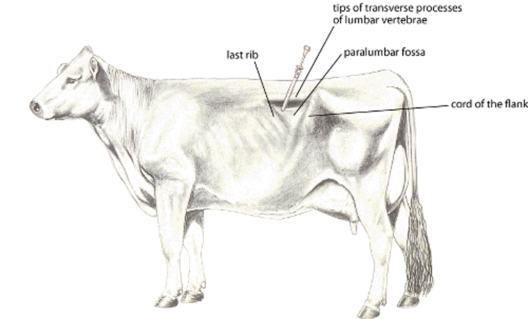 Canulación del rumen, vaca