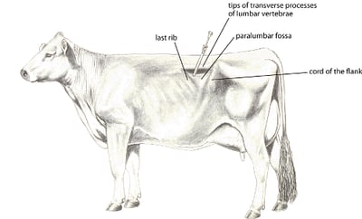 Canulación del rumen, vaca