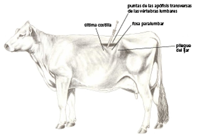 Canulación del rumen, vaca