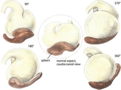 Gastric dilation and volvulus, dog