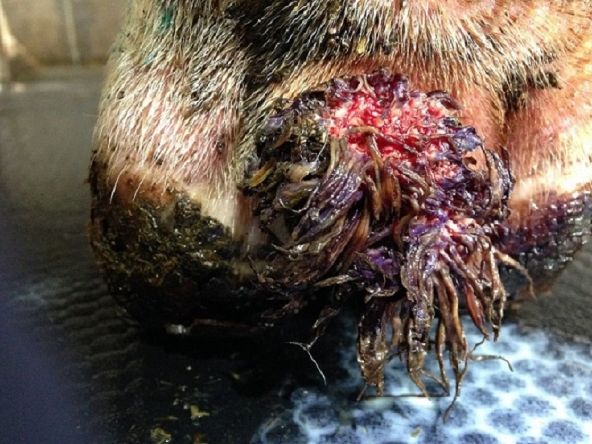 Digital dermatitis, chronic, cow
