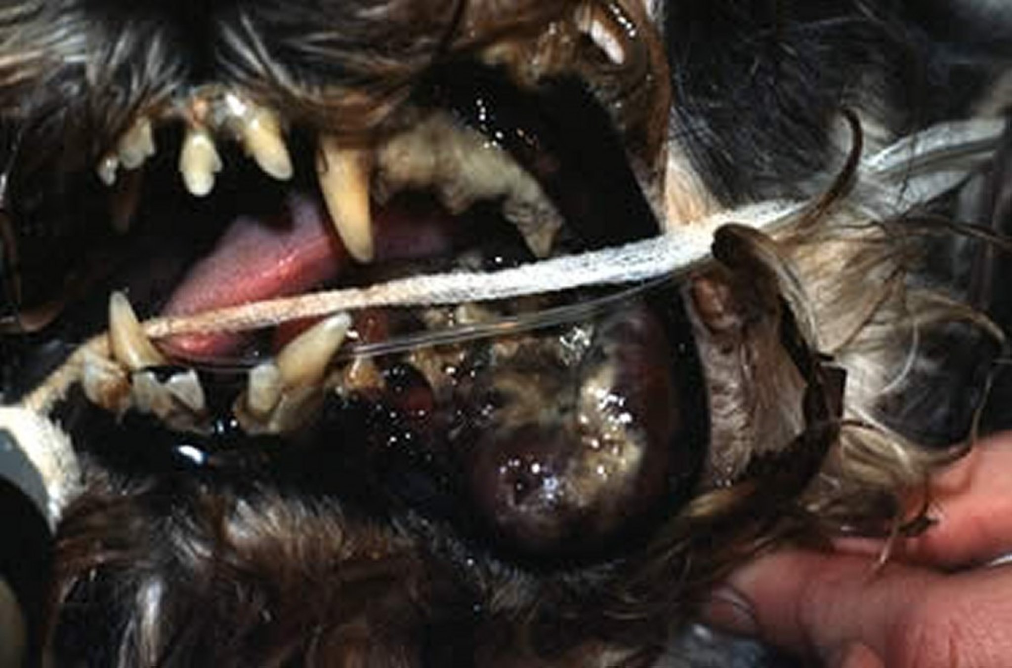 Oral malignant melanoma, dog