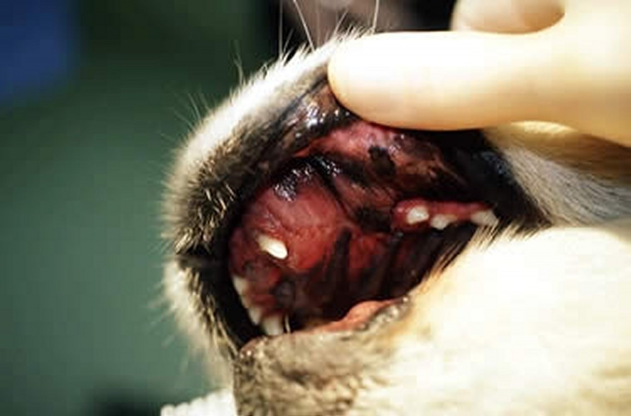 Oral fibrosarcoma, dog