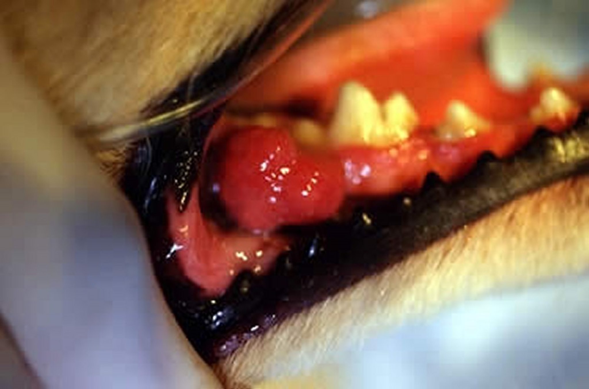 Oral squamous cell carcinoma, dog