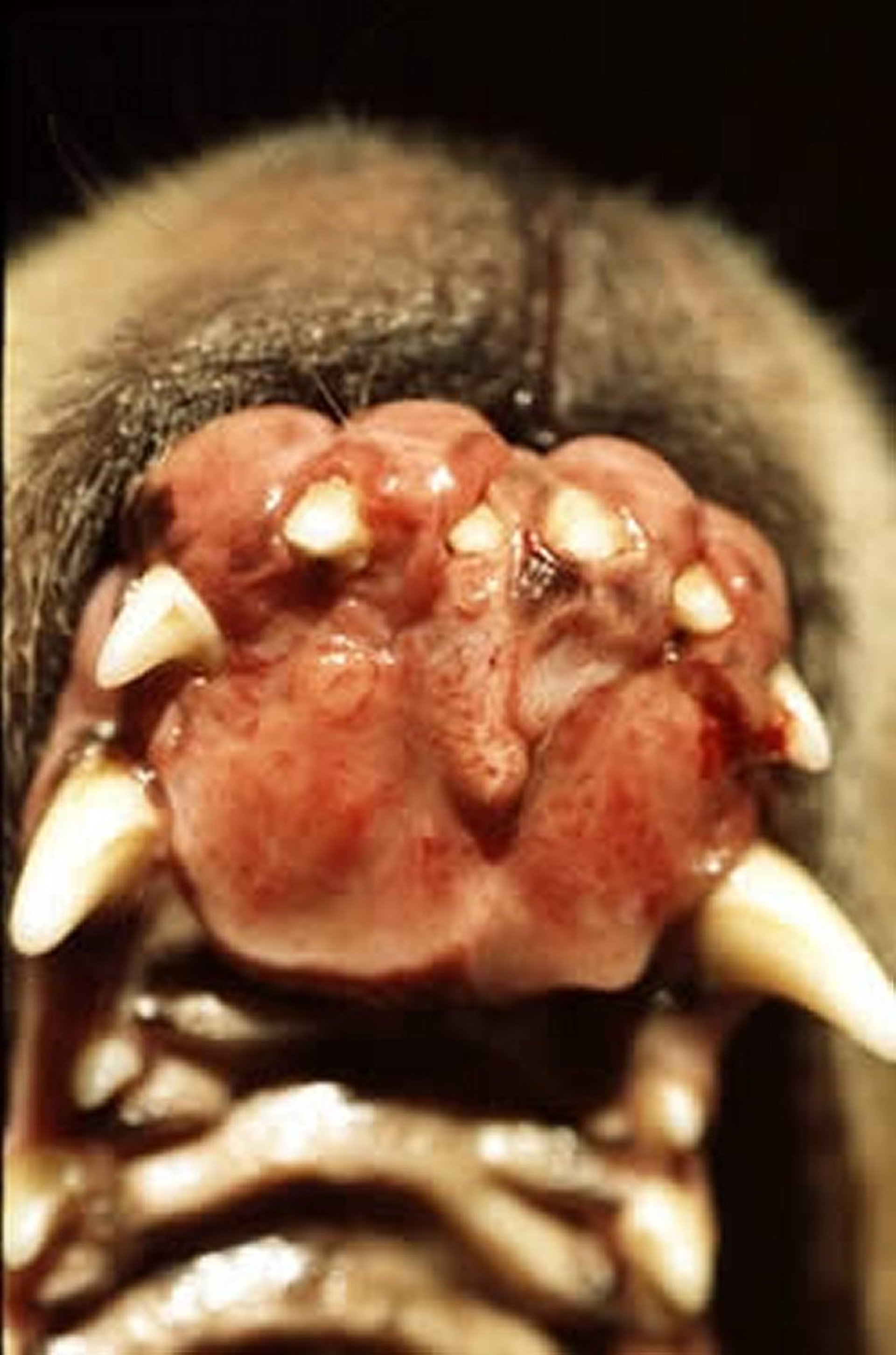 Oral mast cell tumor, dog