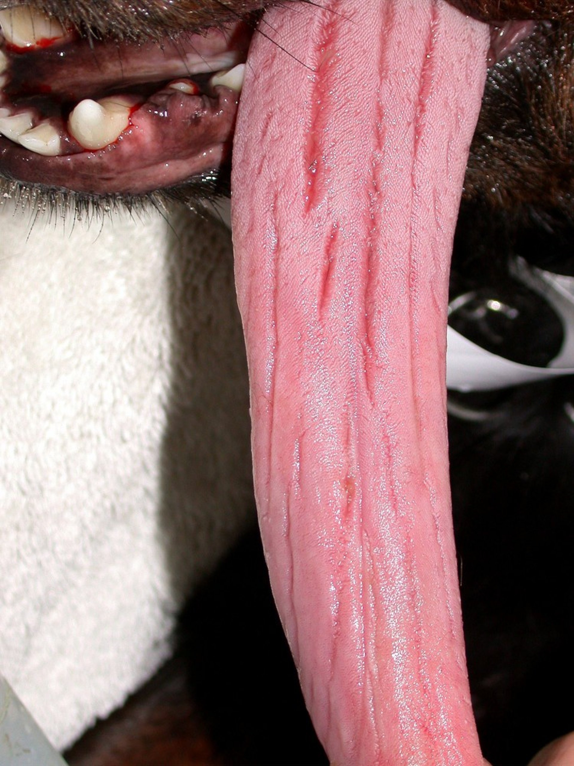 Fissured tongue, dog