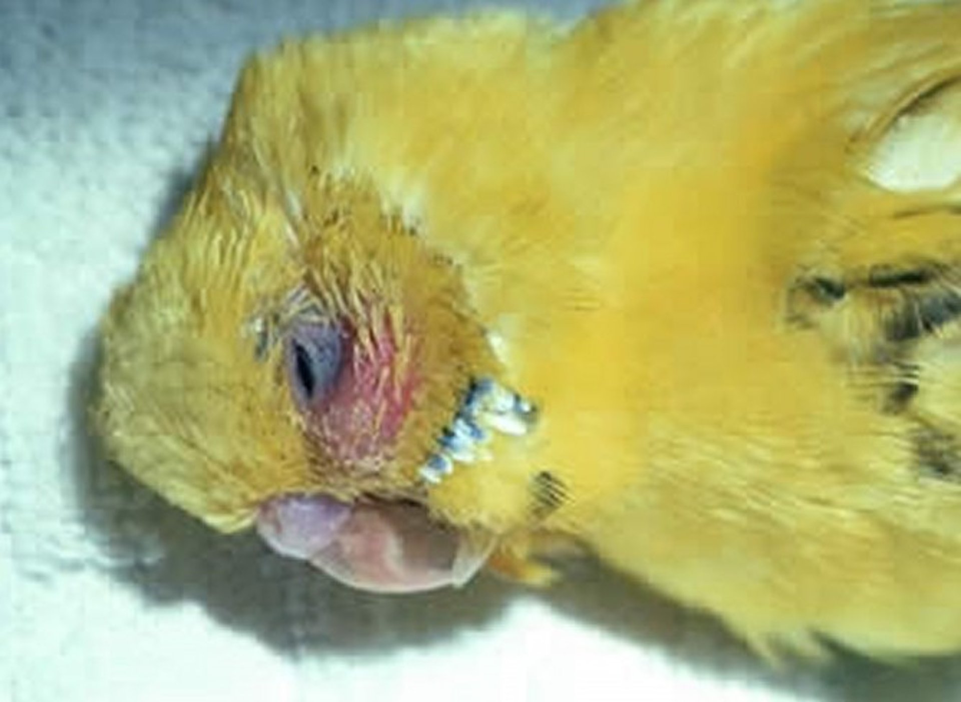 Distended infraorbital sinus, parakeet