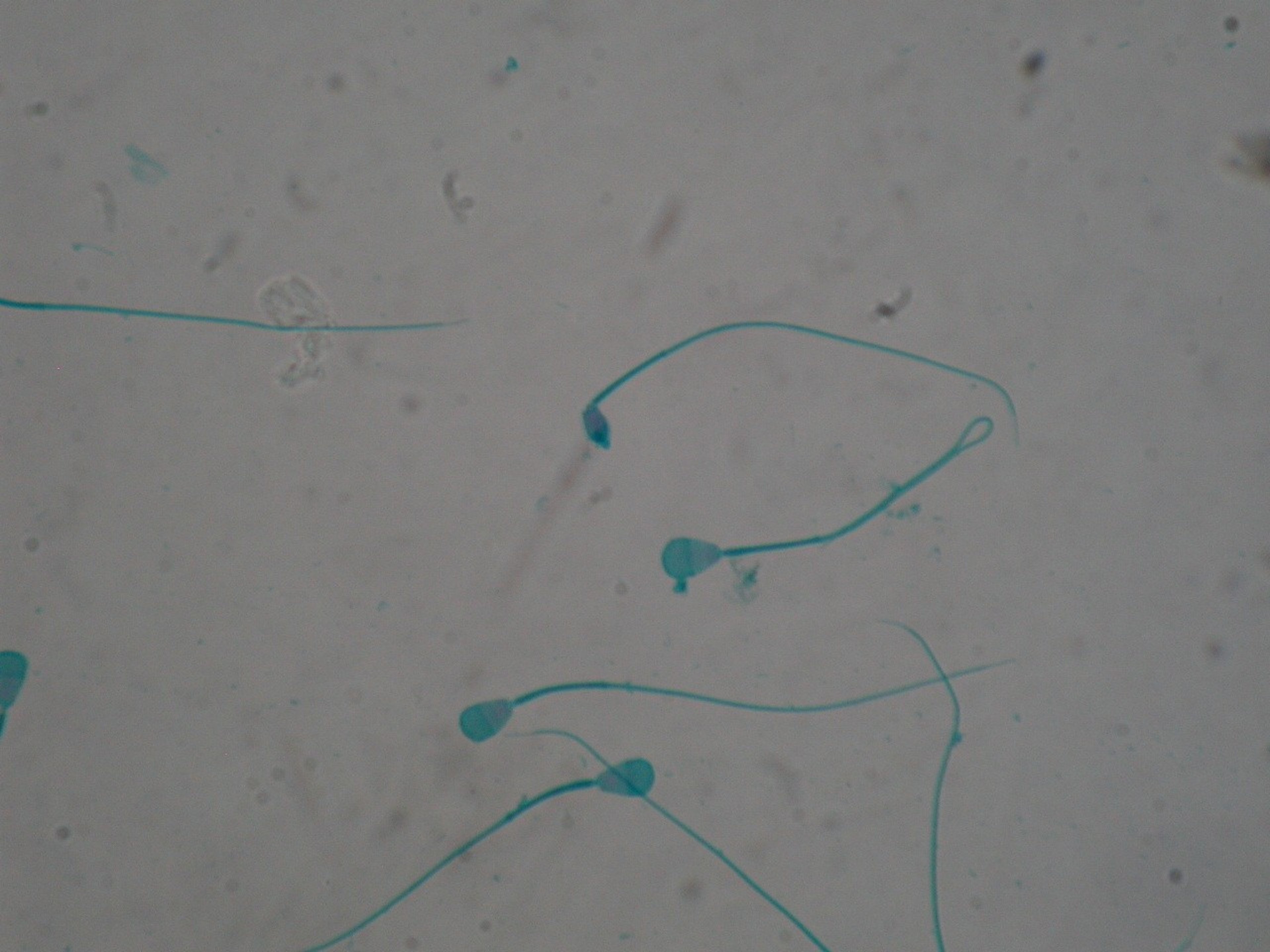 Dog semen , microcephalic sperm